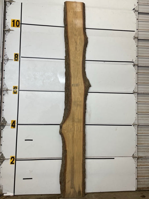 Hickory Slab #1201