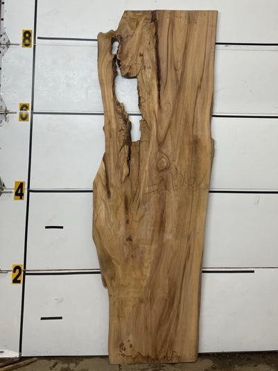 Elm Slab #2906