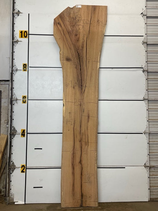 Red Oak Slab #1312