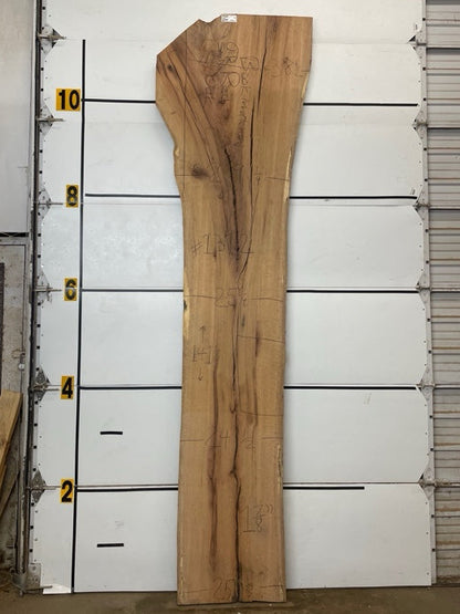 Red Oak Slab #1312