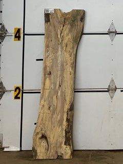 Sycamore Slab #2892