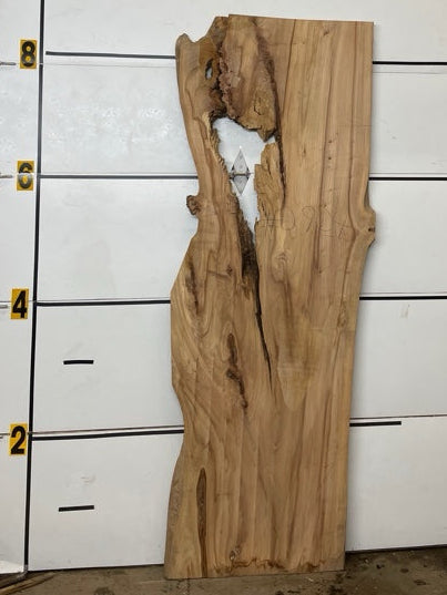 Elm Slab #2904