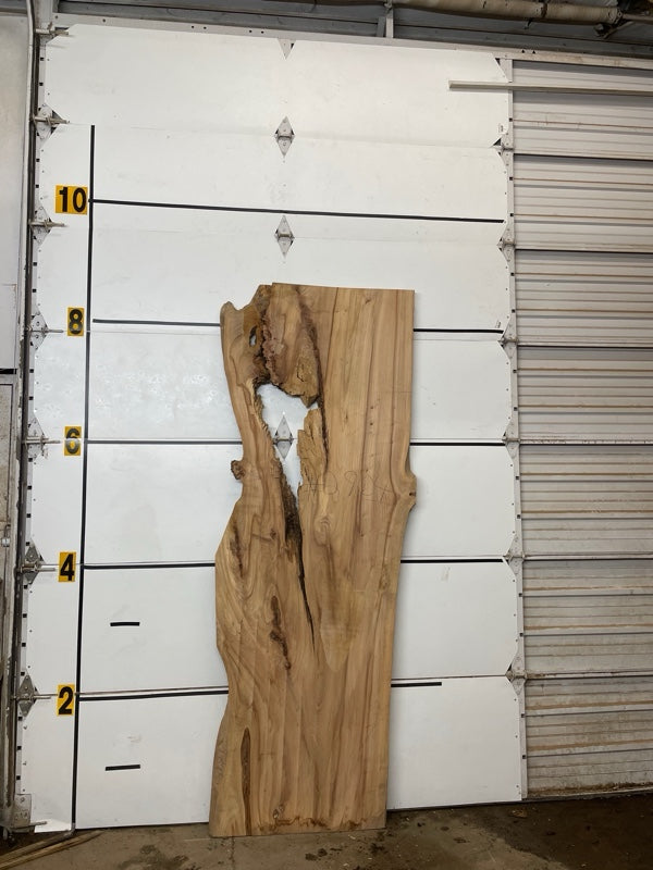 Elm Slab #2904