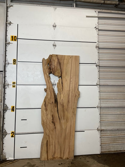 Elm Slab #2904