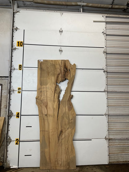 Elm Slab #2904