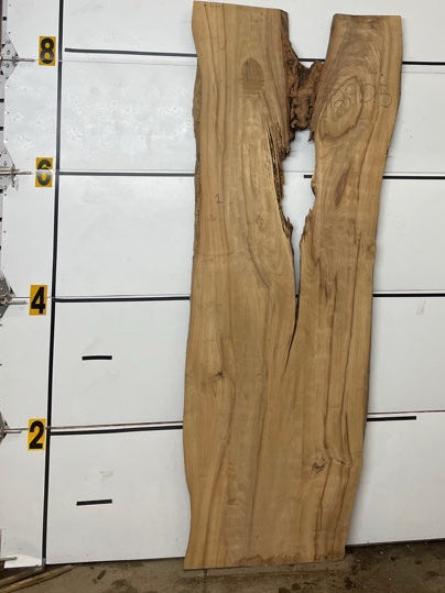 Elm Slab #2905