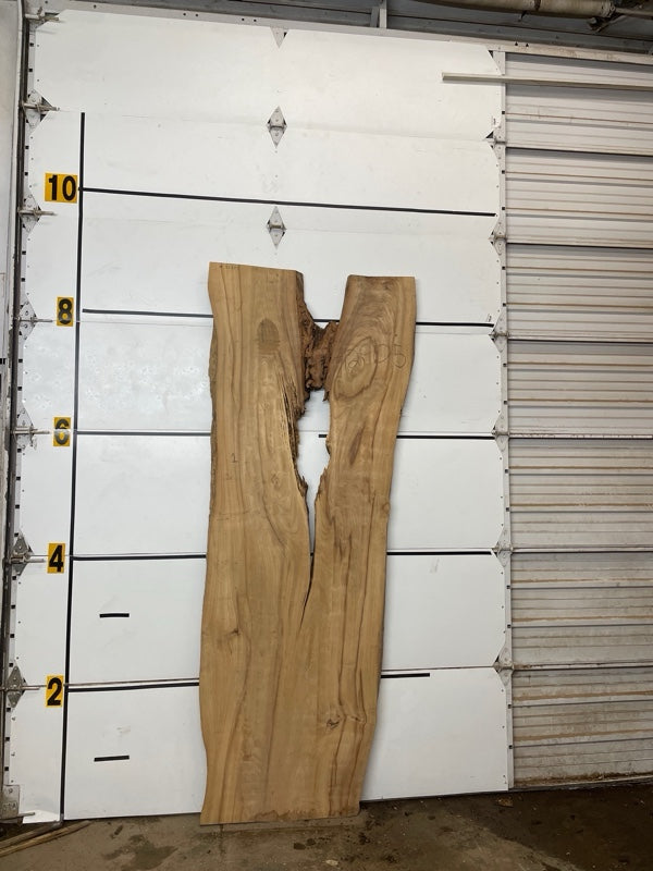 Elm Slab #2905