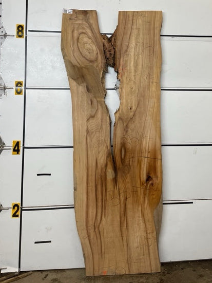 Elm Slab #2905