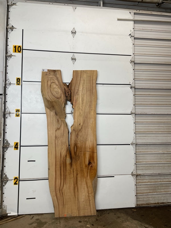 Elm Slab #2905