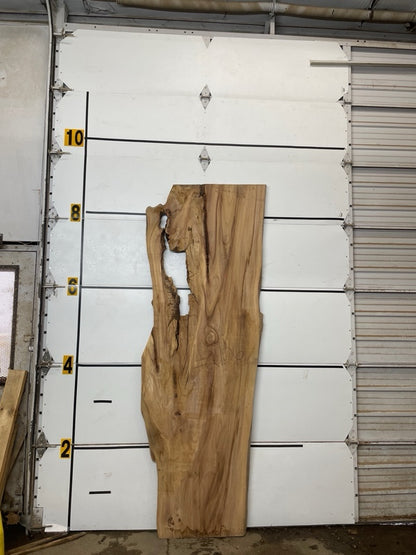 Elm Slab #2906