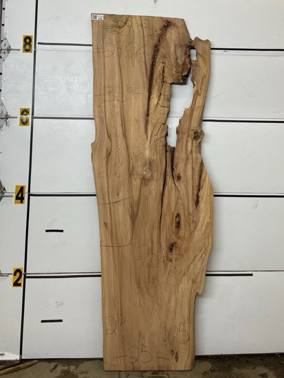 Elm Slab #2906